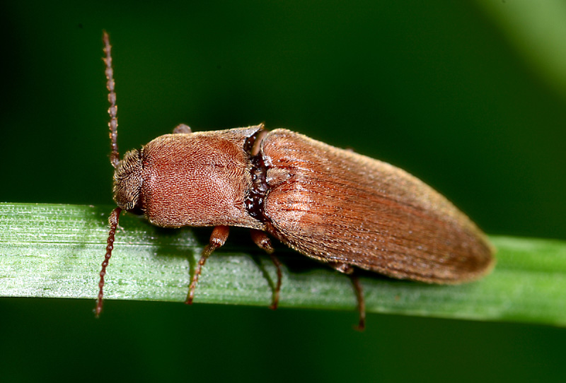 Elateridae:  Agriotes litigiosus